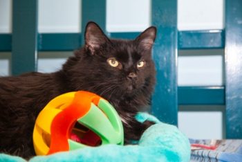 National Adopt A Shelter Cat Month!
